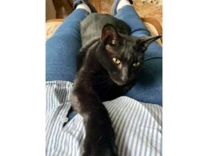 Spook cat shelter in place March 2020