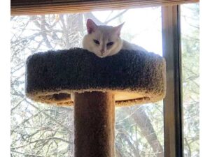 Comfy cat observing from on high shelter in place March 2020