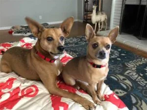 Pets of professional dog walker
