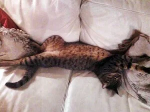 Cats owner is home from university