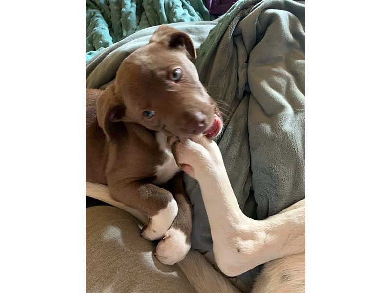 Sedna was Brier puppy dog at foster home March 2020