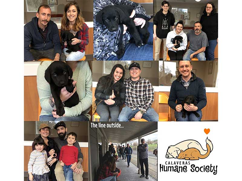 Seven happy puppies adopted in one morning