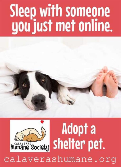 Sleep with someone you just met online - adopt a pet