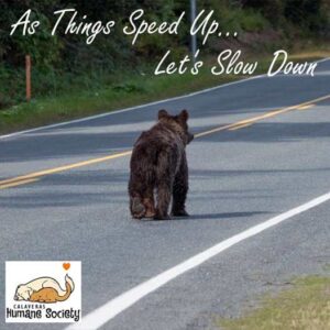 Bear in roadway