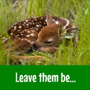 Leave fawns be