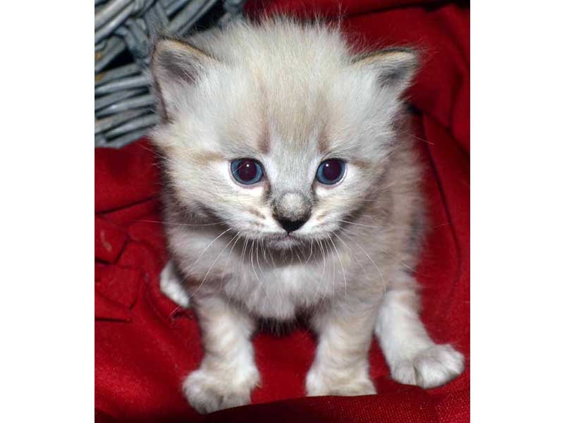 One of Pepper's Kitten