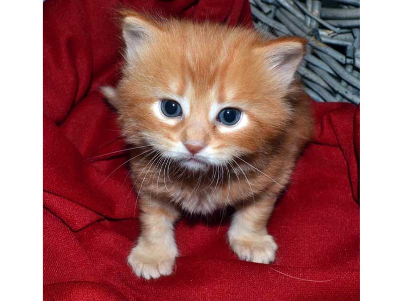 One of Pepper's kittens