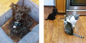 Tucker dog at home with cats April 2020