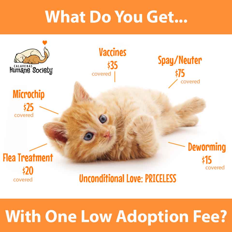 What do you get for one low adoption fee?