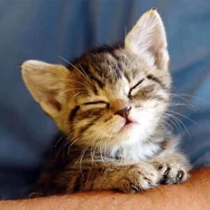 Foster homes needed