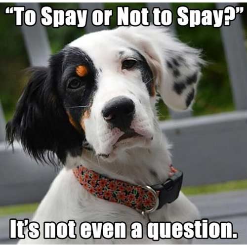 To spay or not to spay? It's not even a question.