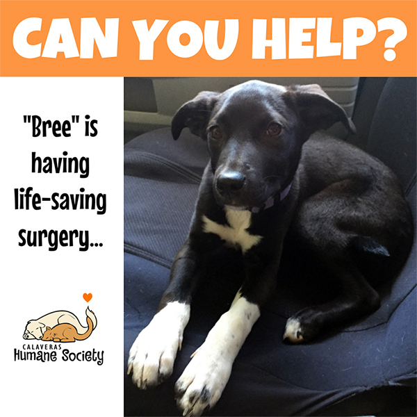 can you help Bree?