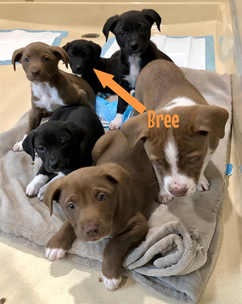 Bree with littermates