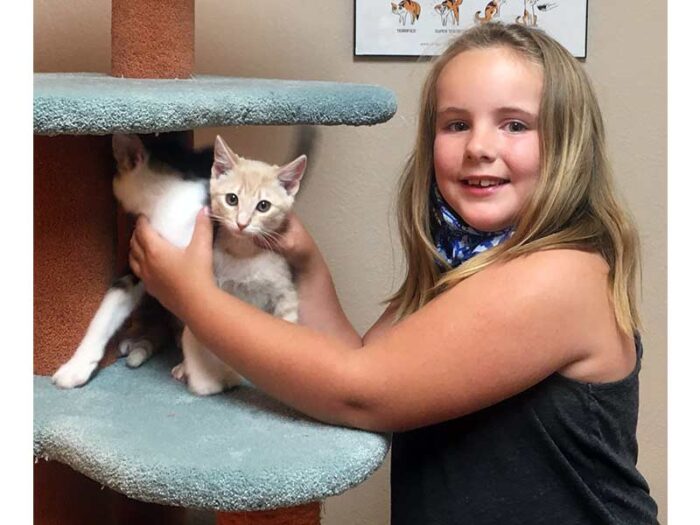Willie and Simon cats adopted July 2020