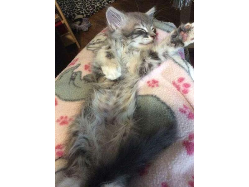 Clarabelle kitten at foster home September 2020