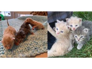 Foster kittens - what four weeks can do