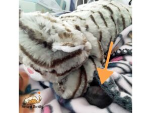 The Tinest Kitten with his battery-operated mama plushie
