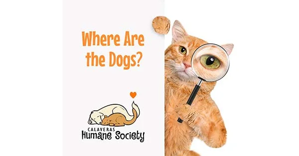 Where Are The Dogs?