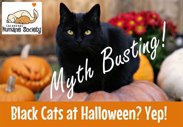 Black cats at Halloween? Yep.