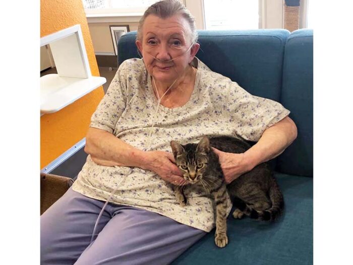 Chloe cat adopted October 2020