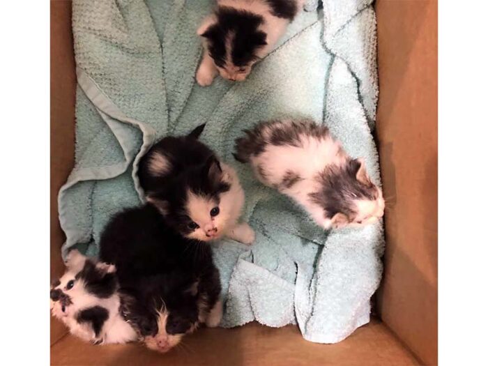 Foster homes needed for kittens