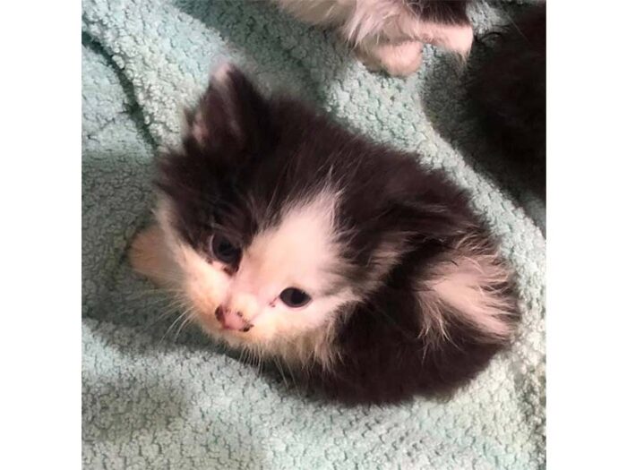 Foster homes needed for kittens