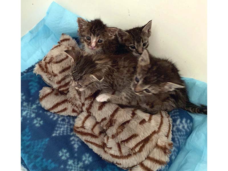 Kittens with surrogate mama