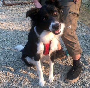 Odie dog needs room to romp