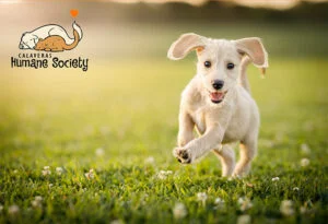 Giving Tuesday dog 2020