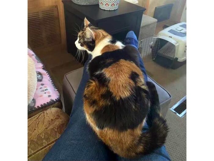Callie cat adopted December 2020