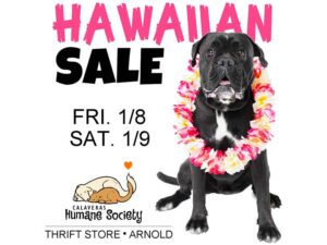 Arnold Thrift Store Hawaiian Sale January 8th and 9th