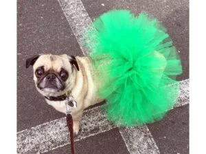 Remembering Ambassadog Marlee