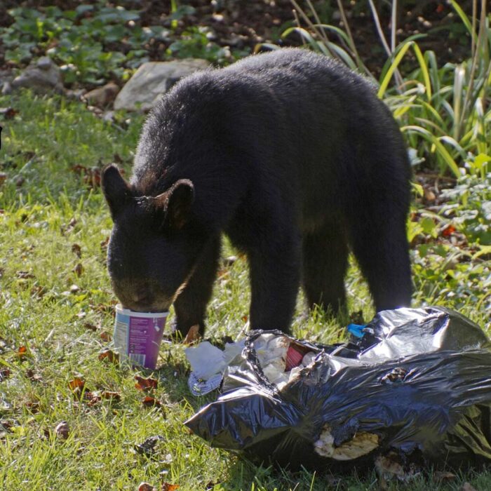 Keep bears wild