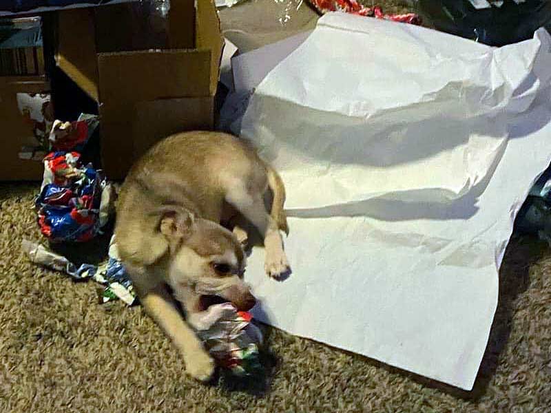 Moose playing with wrapping paper