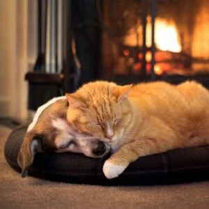 Too cold for you? Then it's too cold for them.