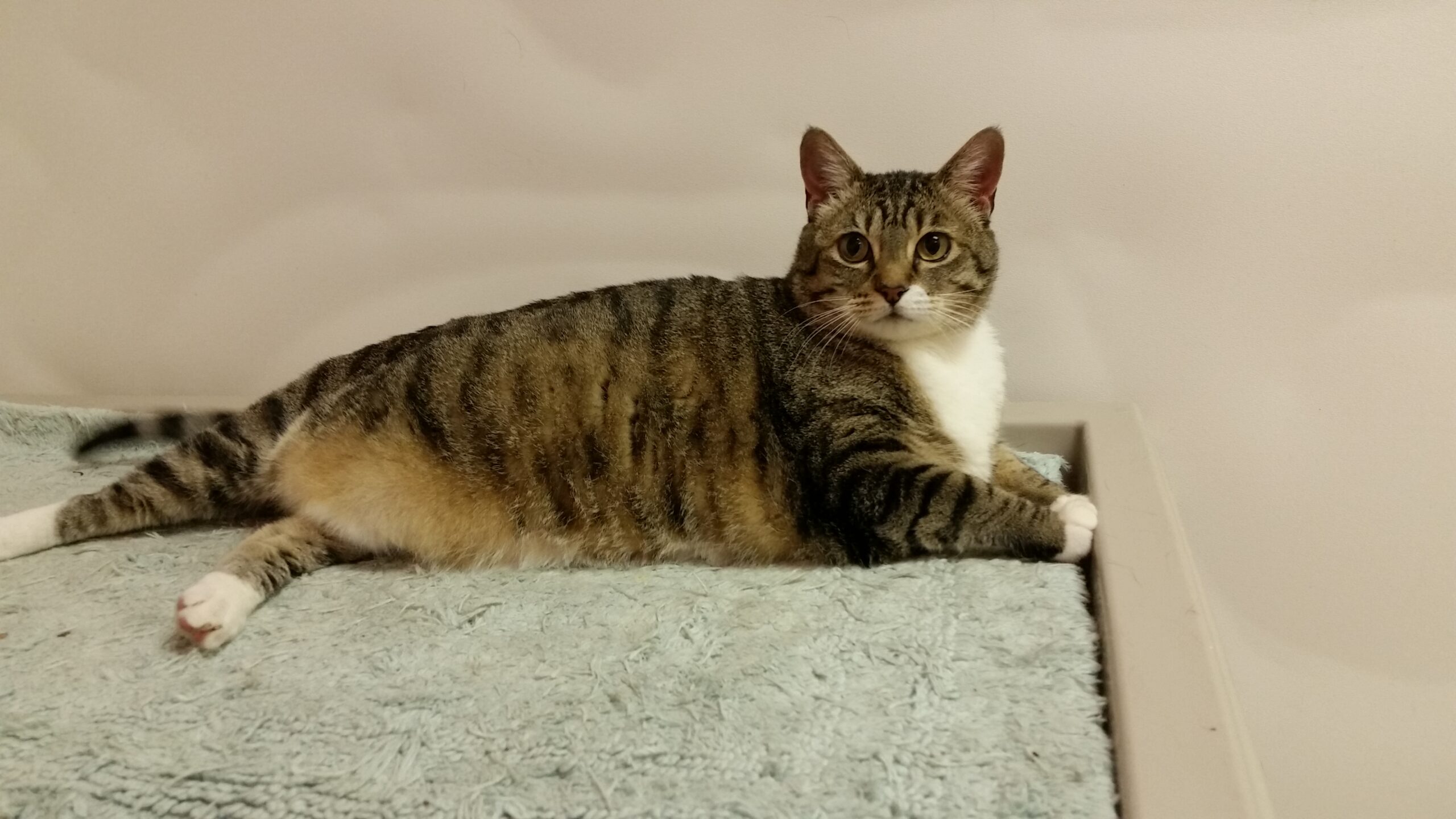 Biscuit cat available for adoption from CCAS