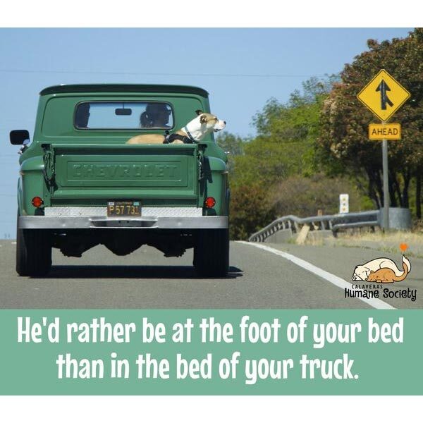 Safety first! He'd rather be at the foot of your bed