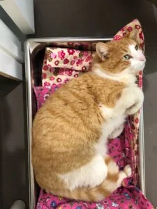 Willie cat