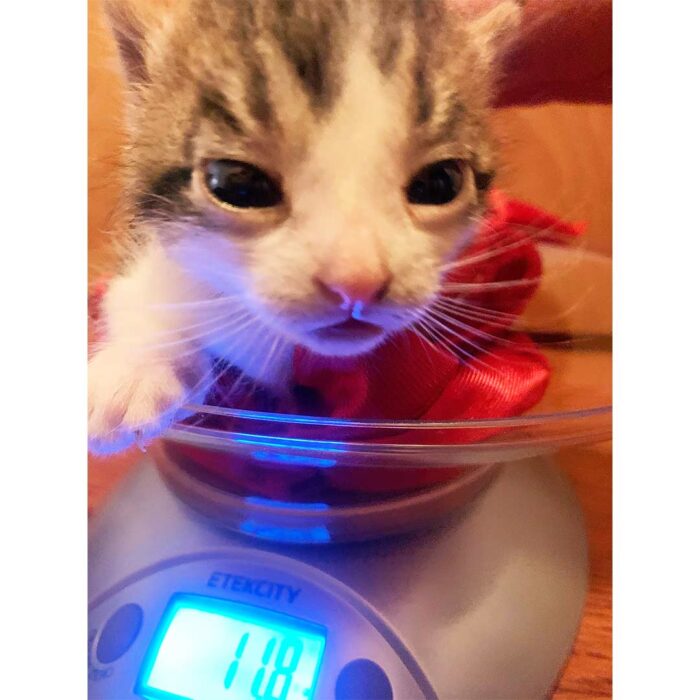 Katniss being weighed