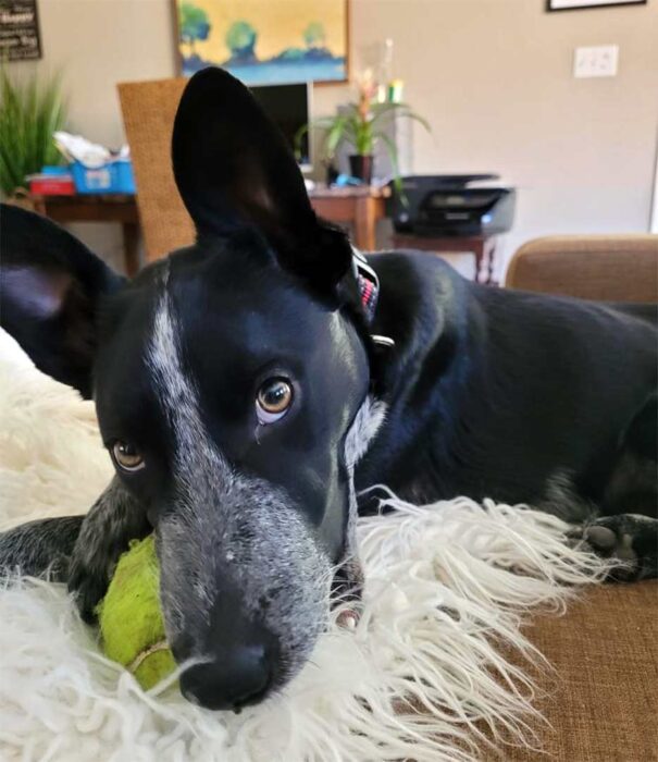 Lily dog at home March 2021