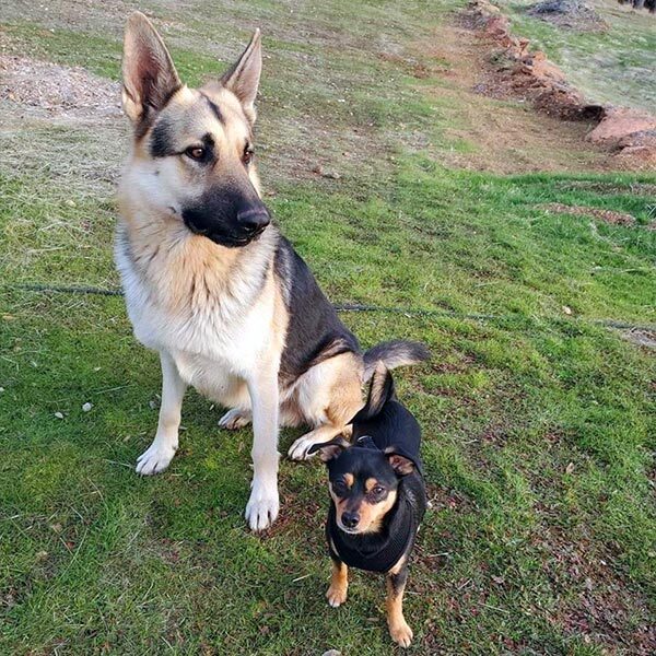 Team French pets, German Shepherd Ares and Yorkie/Chihuahua mix Bubbs