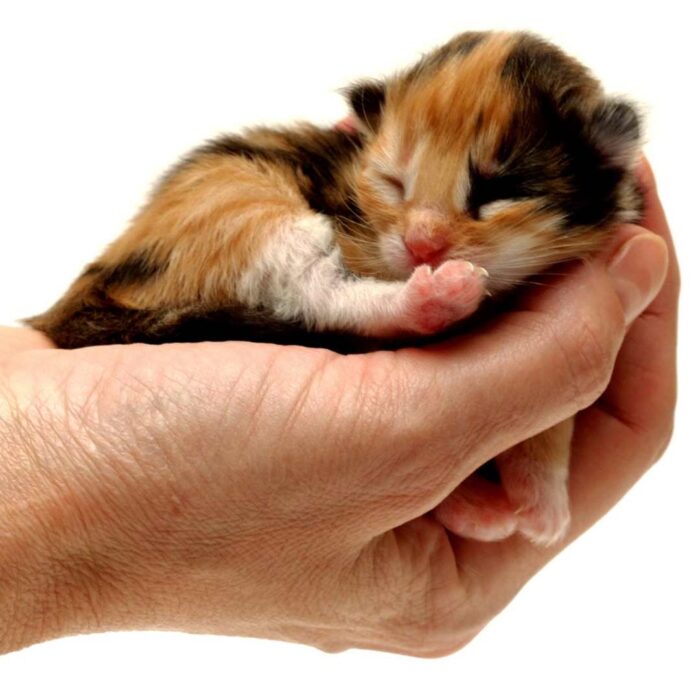Thank you from the itty bitty kitties