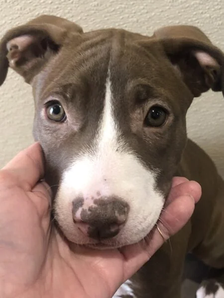 Puppy Molly