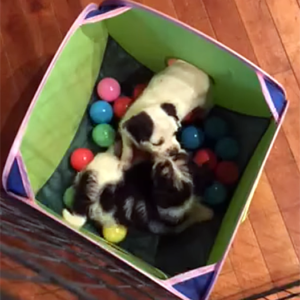 Puppies Ava and Nala in the ball pit