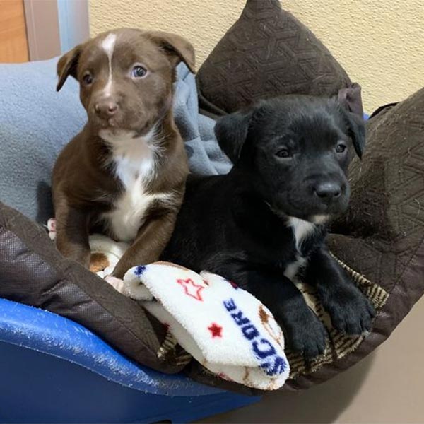 Brady and Griff, puppies in foster care February 2021