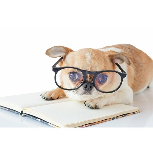 Current news - dog wearing glasses reading book
