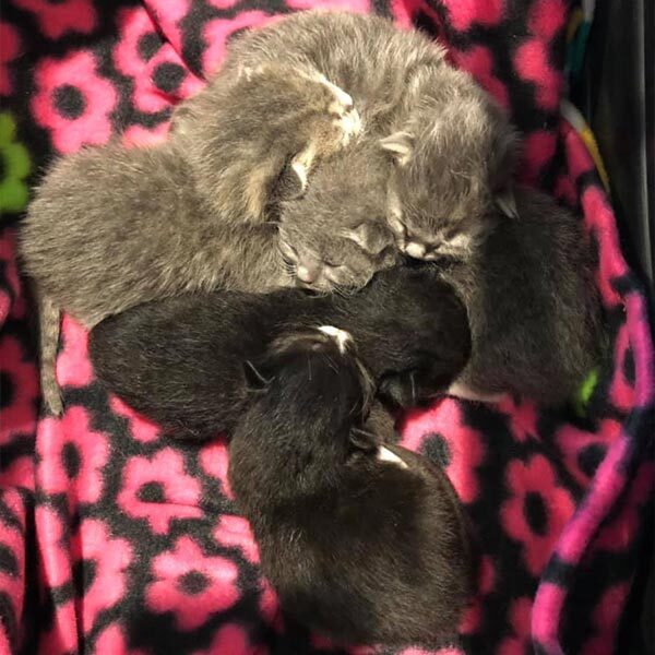 Five kittens in foster home, March 2021
