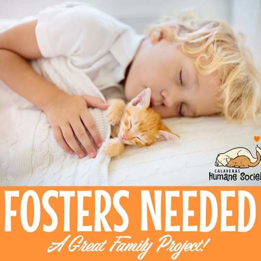 Foster Homes Needed