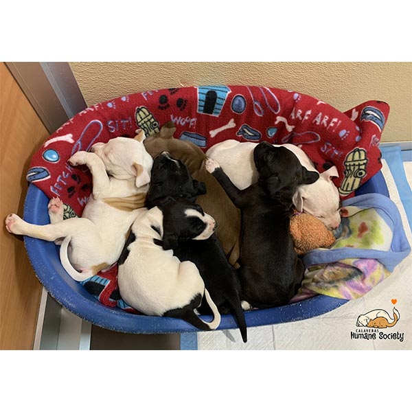 Litter of six puppies in foster home, March 2021