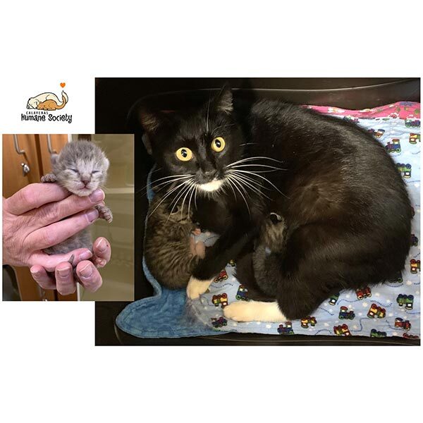 Mama Cat and Kittens safe in foster home, April 2021
